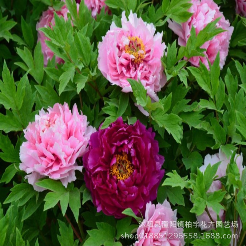 Семена пиона, семена лоянского пиона, иностранные семена пиона, легкие в выращивании