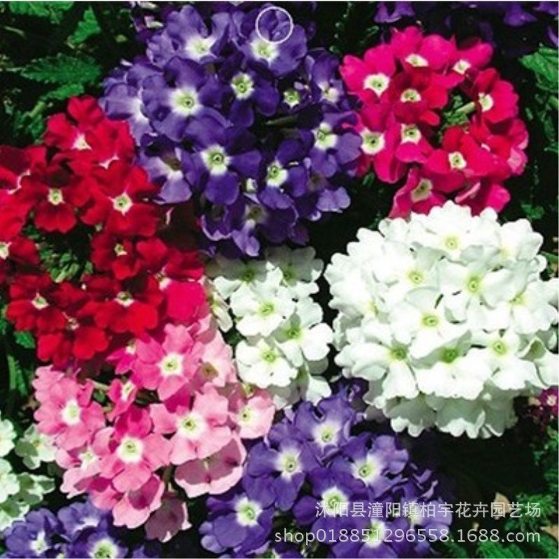 Семена вишни красоты, смешанные цвета, цветы для внутреннего и внешнего использования