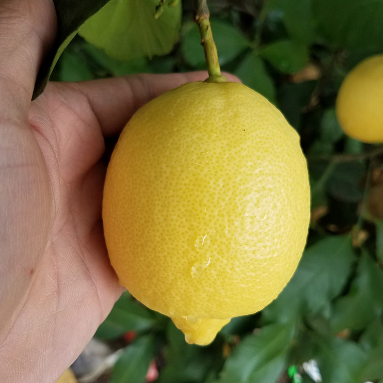 Sichuan Anyue Lemon Fresh Grade I Fruit Fresh Yellow Lemon Eurek Lemon Wholesale 5kg Available in Large and Large