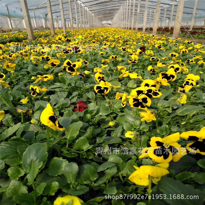 Pansy Potted Autum Cold-Resistant Flower Seedlings Perennial Flower Seedlings National Day Rental Plants