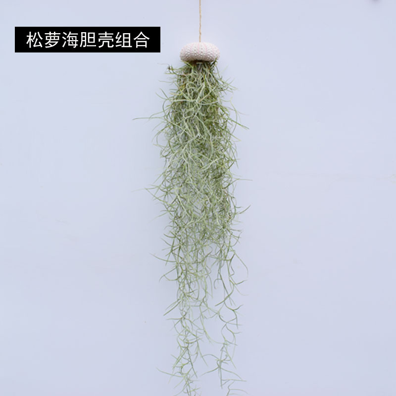 Usnea Old Man's Beard Combination - Factory Direct Supply Base Delivery Air Pineapple Soilless Lazy Tillandsia Novelty Wholesale