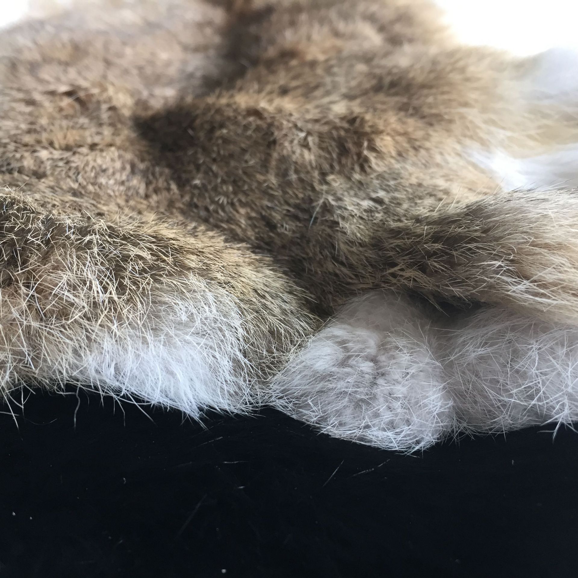 The Whole Piece of Rabbit Skin Has a Colorfulful Home Rabbit Skin and Cooked Skin. the Finished Fur Raw Material Is a Whole Piece of Rabbit Fur Decoration with a Warm Fur Collar