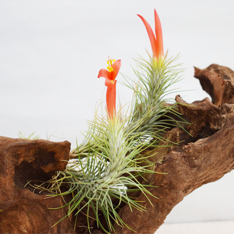 Little Fox Tail Manufacturer Direct Supply Base Delivery Air Pineapple Soilless Plant Lazy Novelty Plant