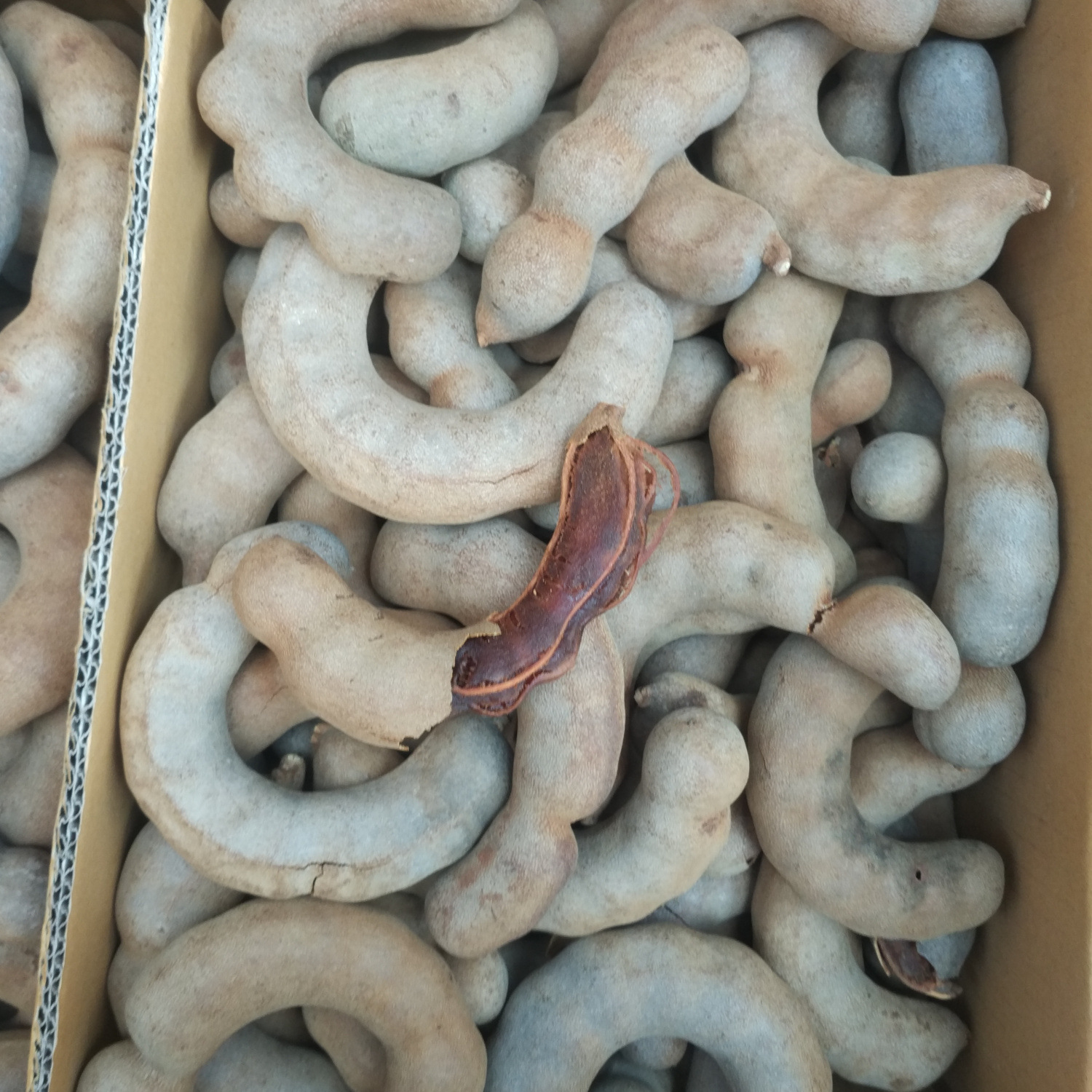 Wholesale Big Sweet Corner Xiangpai Shunpai Yiguo Big Curved Corner 9kg Large Quantity, Favorable Price, Free 4 Digital Recordings