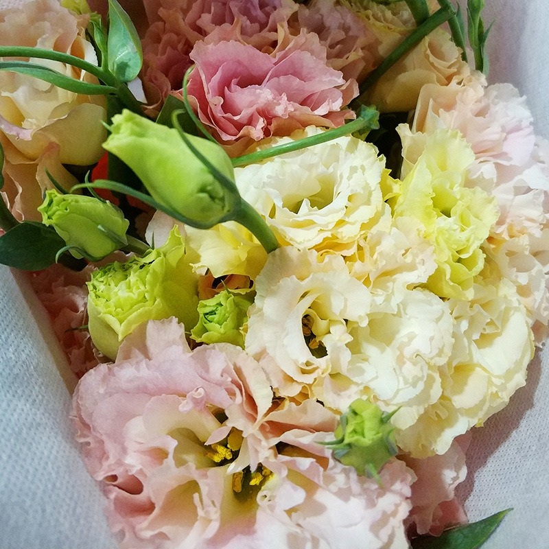 Цветы эустомы из Куньминга, оптовая продажа с цветочной базы Дунань