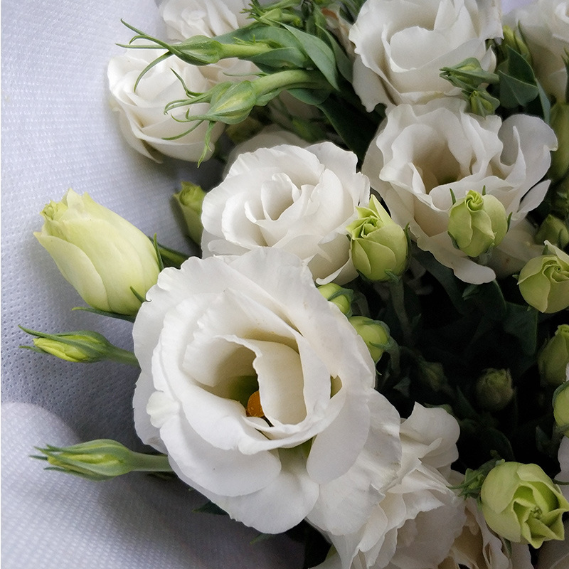 Lisianthus Flowers Yunnan Kunming Gentian Flower Shop Stall with Flowers Dounan Base Wholesale