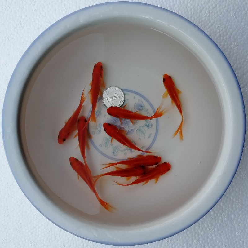 Small cold water fish freshwater fish ornamental fish stall feed fish small goldfish red grass goldfish brocade crucian carp living Shanghai