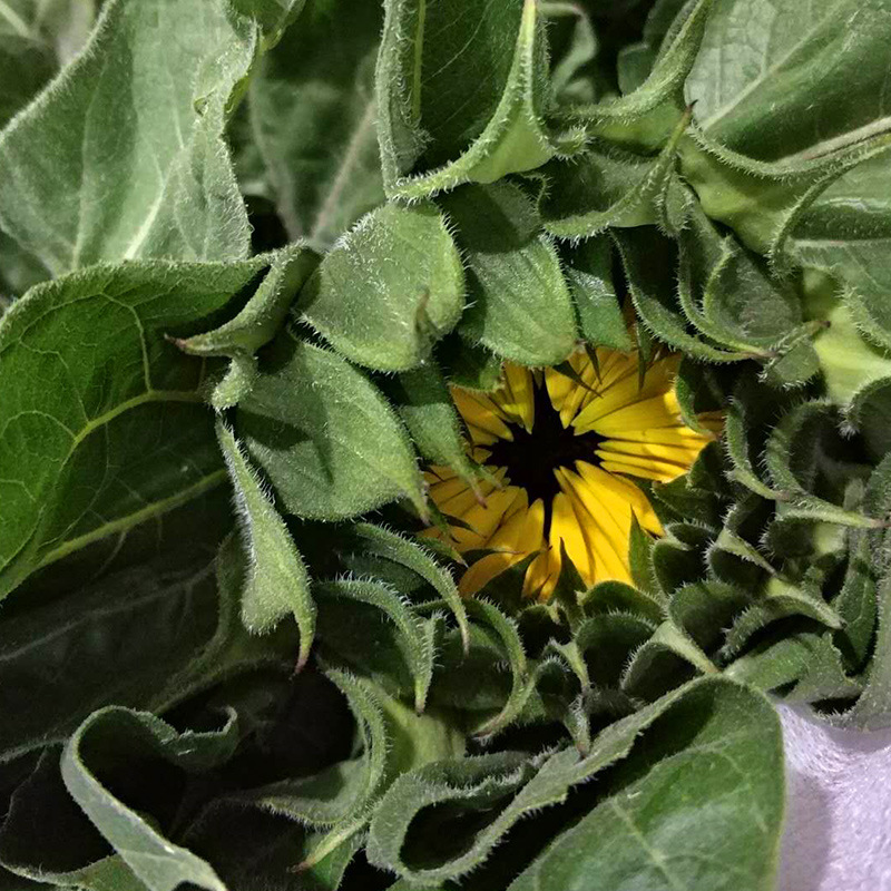 Sunflower flowers Yunnan flower base wholesale flower shop stall wedding flower arrangement bouquet flower basket fresh cut flowers