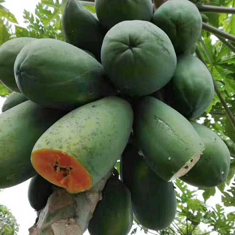 Дропшиппинг свежий фрукт сахарная красная сердце зеленая папайя сезонный фрукт зеленая кожура 4.5кг сейчас собрана и отправлена