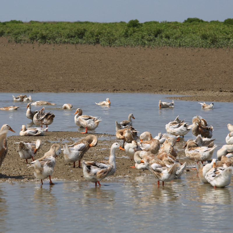 Lianchao brand Guangxi Beibuwan mangrove sea duck egg heart pine egg sea duck preserved egg big egg factory direct sales