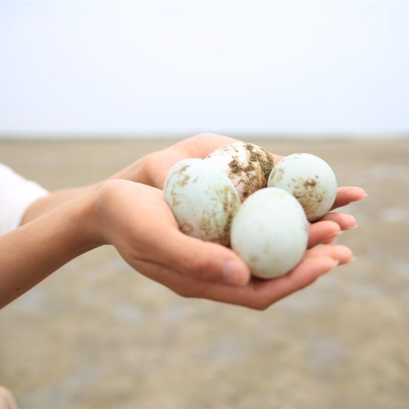 Lianchao brand Guangxi Beibuwan mangrove sea duck egg heart pine egg sea duck preserved egg big egg factory direct sales