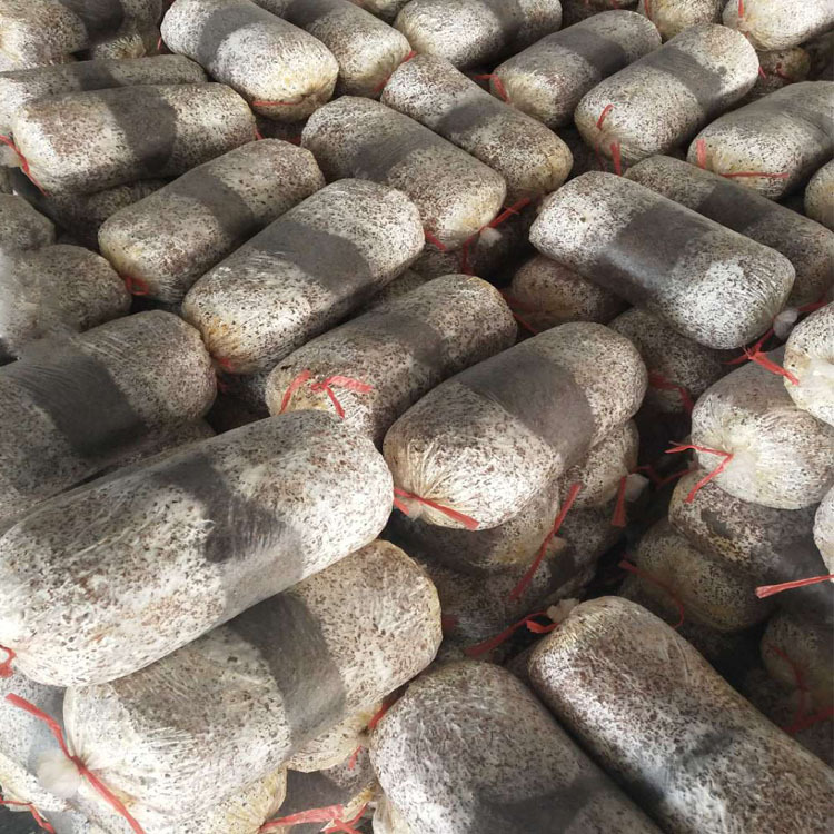 A large number of black oyster mushroom bags wholesale early and autumn oyster mushroom planting mushroom bags each pack weighs six Jin temperature-resistant oyster mushroom planting mushroom bags