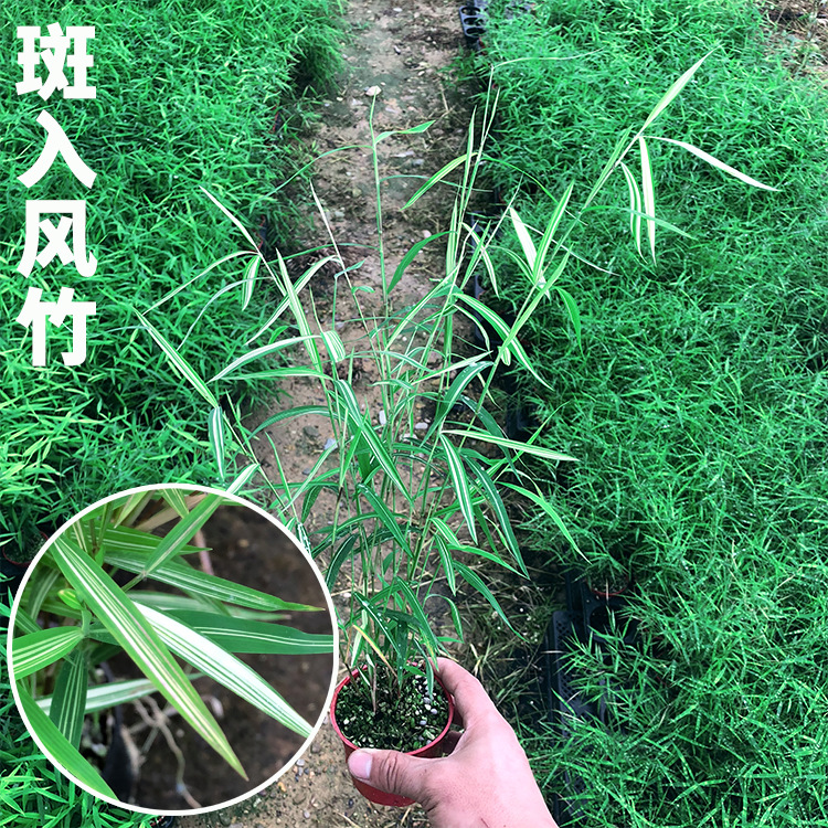 Ji Cuizhu Green Axis Bamboo Rice Bamboo Red Bamboo Golden Silk Buddha Belly Bamboo Australian Style Bamboo Water and Land Tank Landscaping Plant Potted Plant