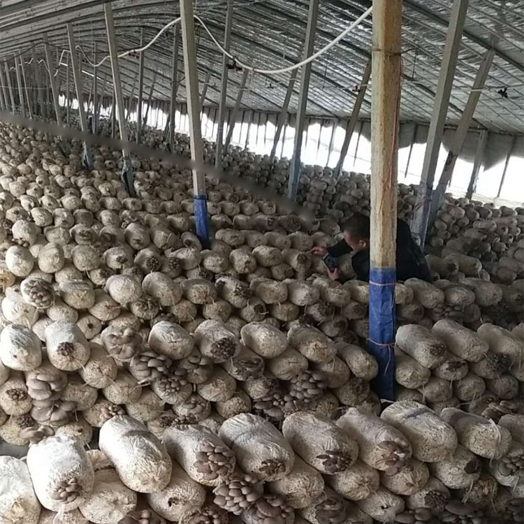 A large number of black oyster mushroom bags wholesale early and autumn oyster mushroom planting mushroom bags each pack weighs six Jin temperature-resistant oyster mushroom planting mushroom bags