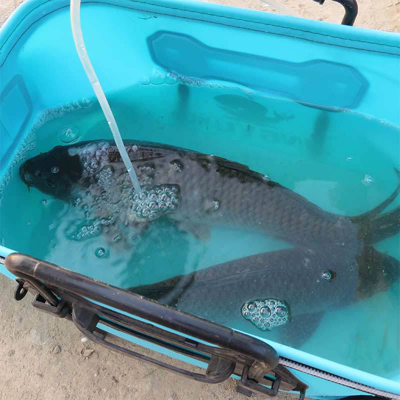 Manufacturer Foldableing Eva Fishing Bucket Fish Protection Bucket Multi-Purpose Fishing Bucket Live Fish Bucket Fish Box Fish Bucket