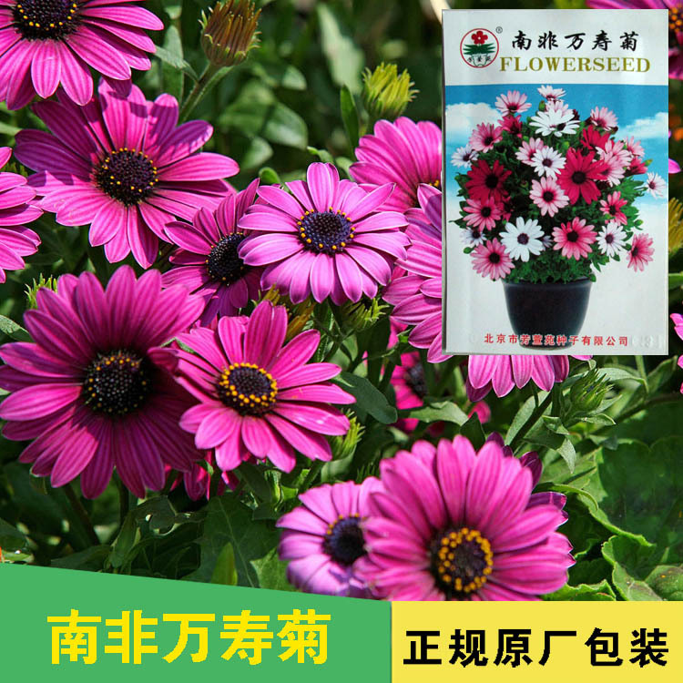 Семена бархатцев, семена хризантем, оптовая продажа семян для балконного выращивания