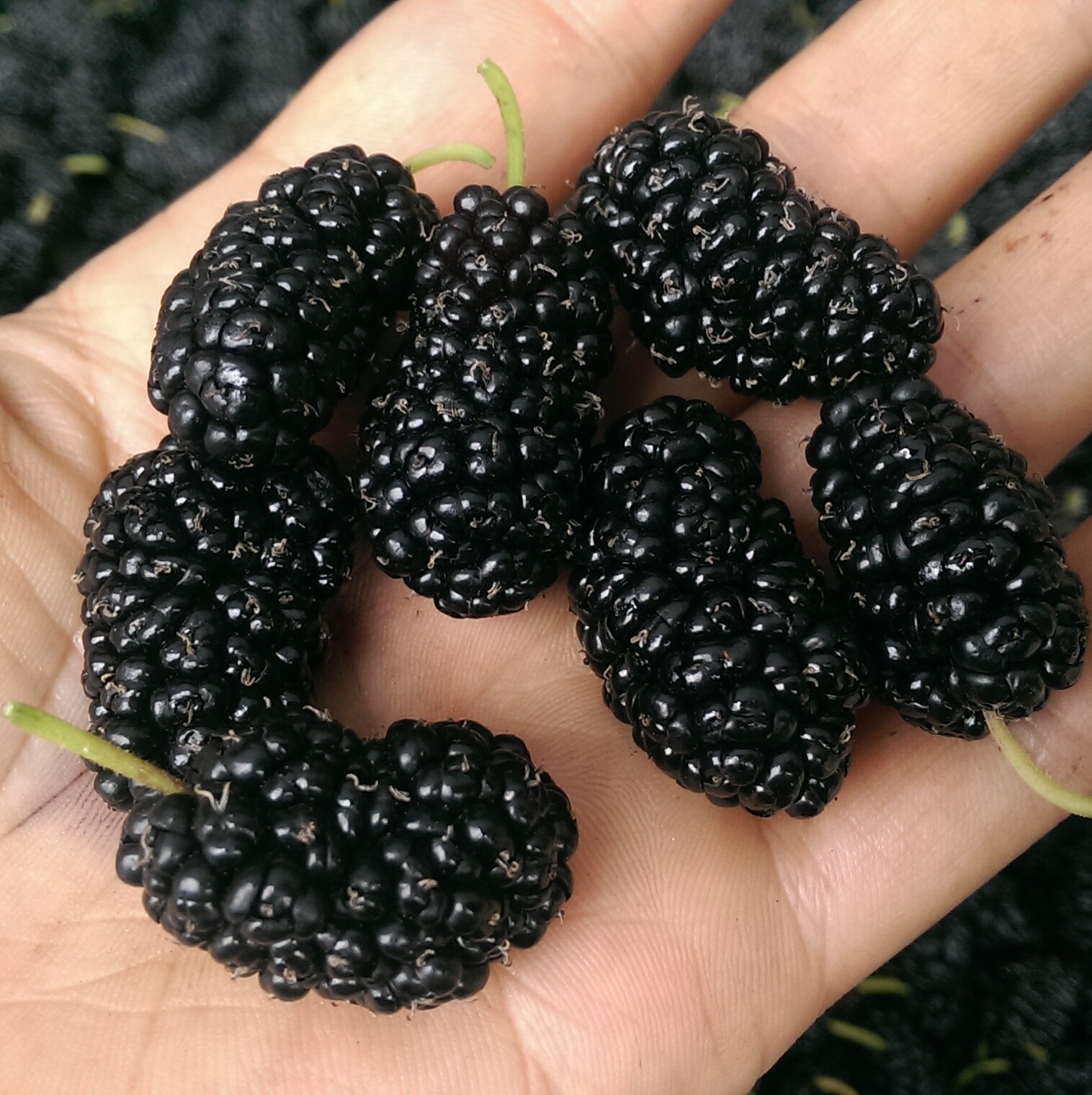 Grade a 25 Years New Arrival Dried Mulberries Edible No-Wash Sichuan Black Mulberries Sand-Free Mulberries Dried Fruit Tea Bulk Wholesale