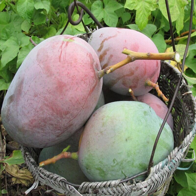 『 Panzhihua Kate Mango』Green-Skinned Yellow-Skinned Random Mango Meat with Sweet Juice and Sichuan Freshly Picked Seasonal Fruits