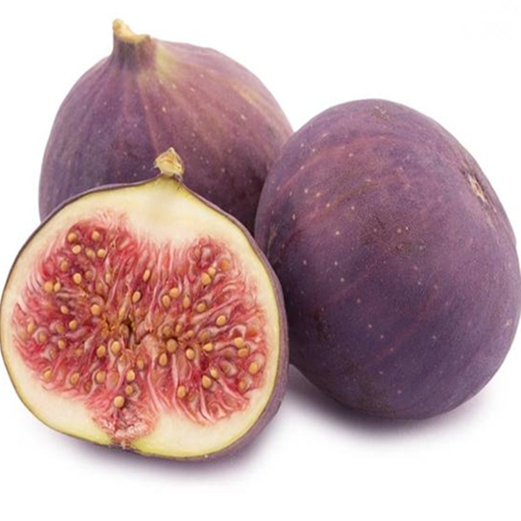 Fig Tree Seedlings 1m or More, Poji Honggres Fig Tree Seedlings, Bear Fruit in the Same Year, Potted Fig Trees