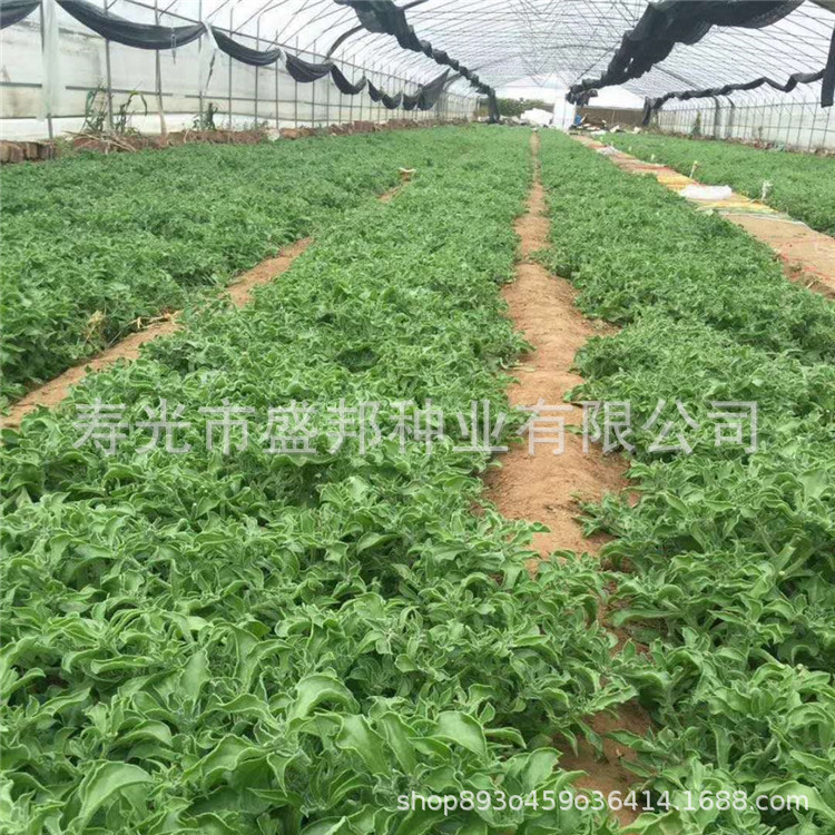 Supply African Ice Vegetable Seeds, South African Ice Grass Seeds, Ice Vegetable Seedlings