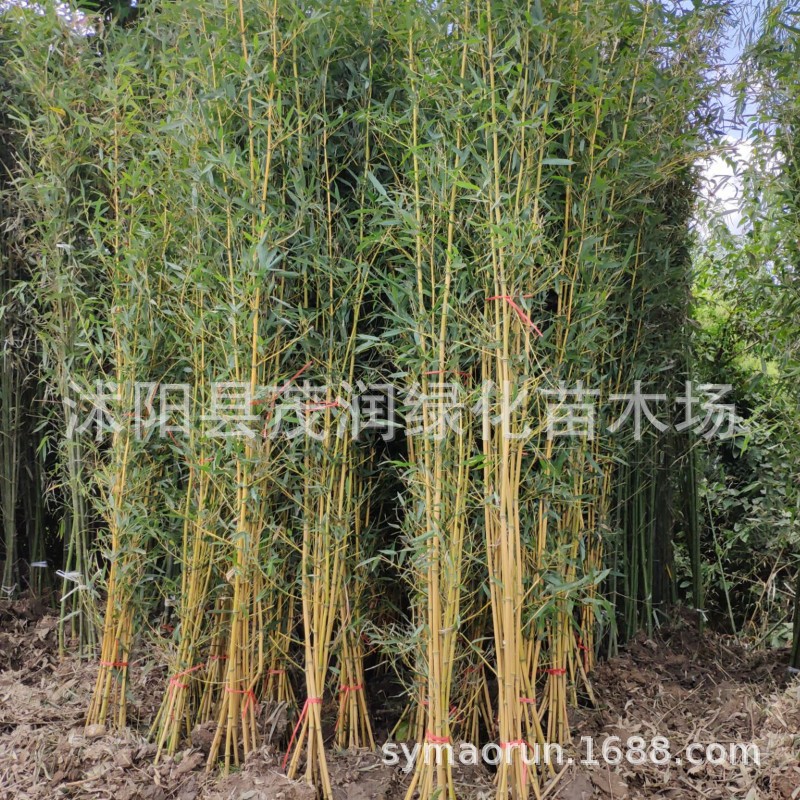 Green Plant Bamboo Seedlings, Green Bamboo, Rigid Bamboo, Courtyard Bamboo, Gold Inlaid Polygonatum Odorifera, Purple Bamboo, Luohan Bamboo, Spotted Bamboo Seedlings