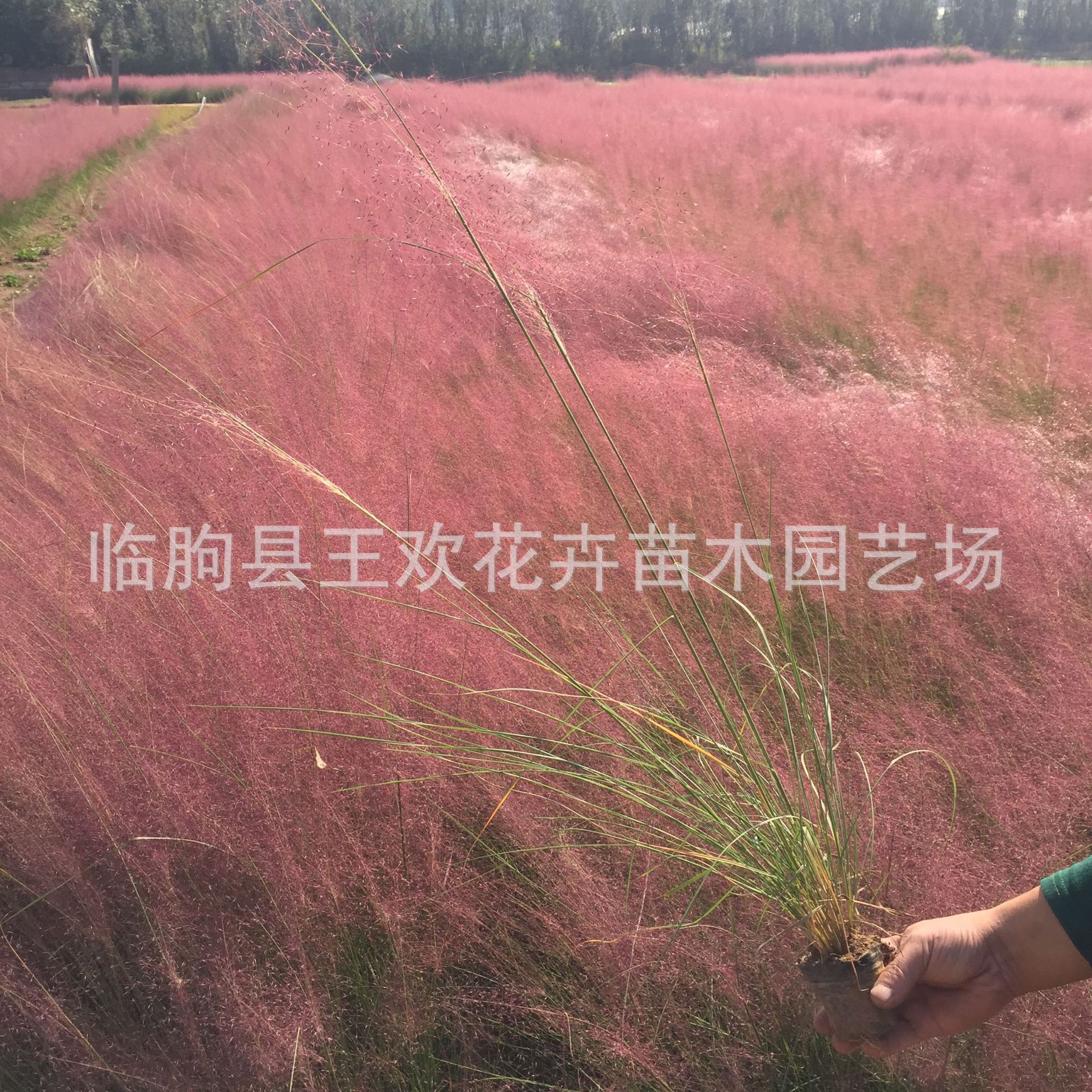 Sea of ​​Flowers, Pink and White Grass, Perennial Ornamental Grass, Landscape Plant, Sea of ​​Flowers, Hot-Selling Grass Seeds