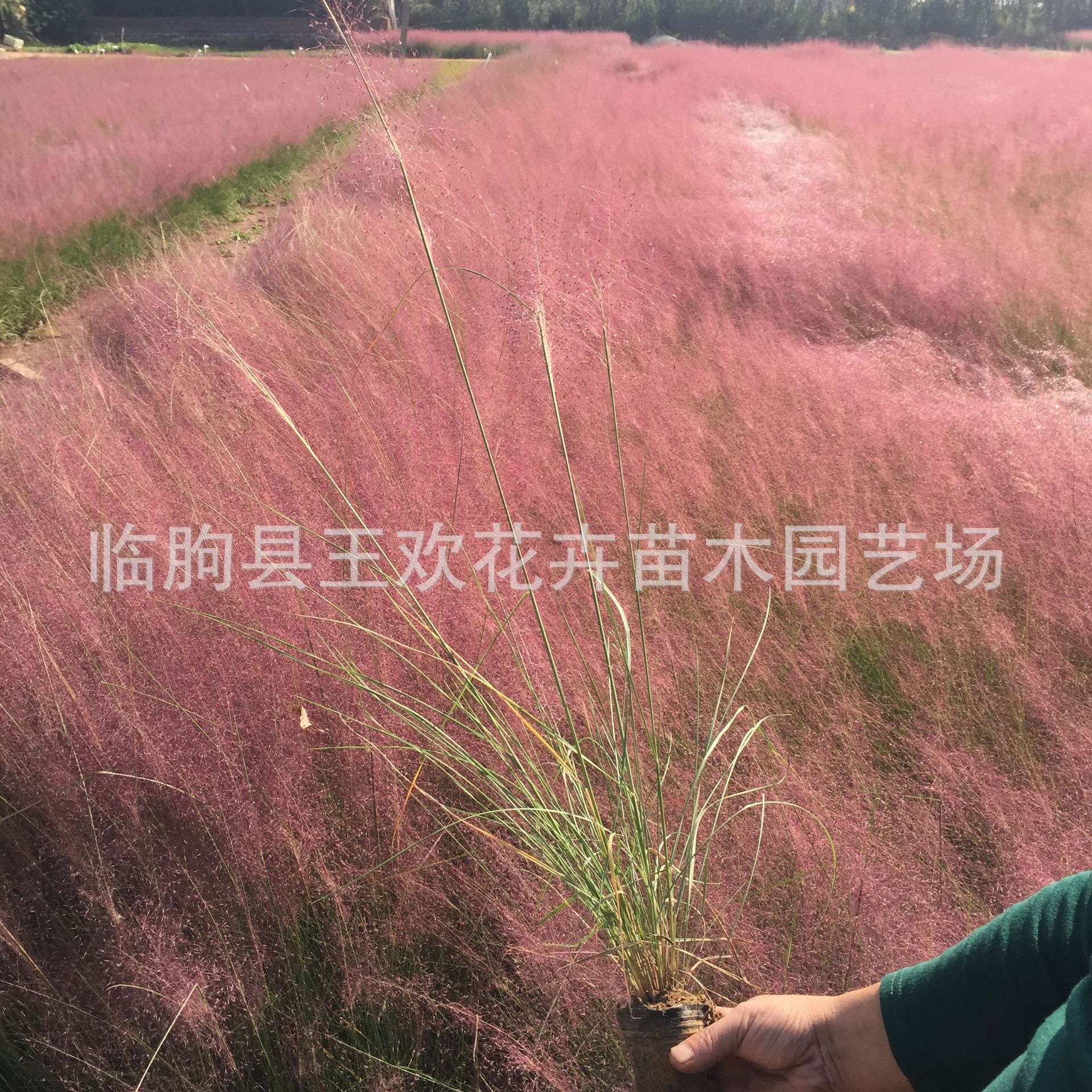 Морской цветник, розовая и белая трава, многолетняя декоративная трава, ландшафтное растение, популярные семена трав