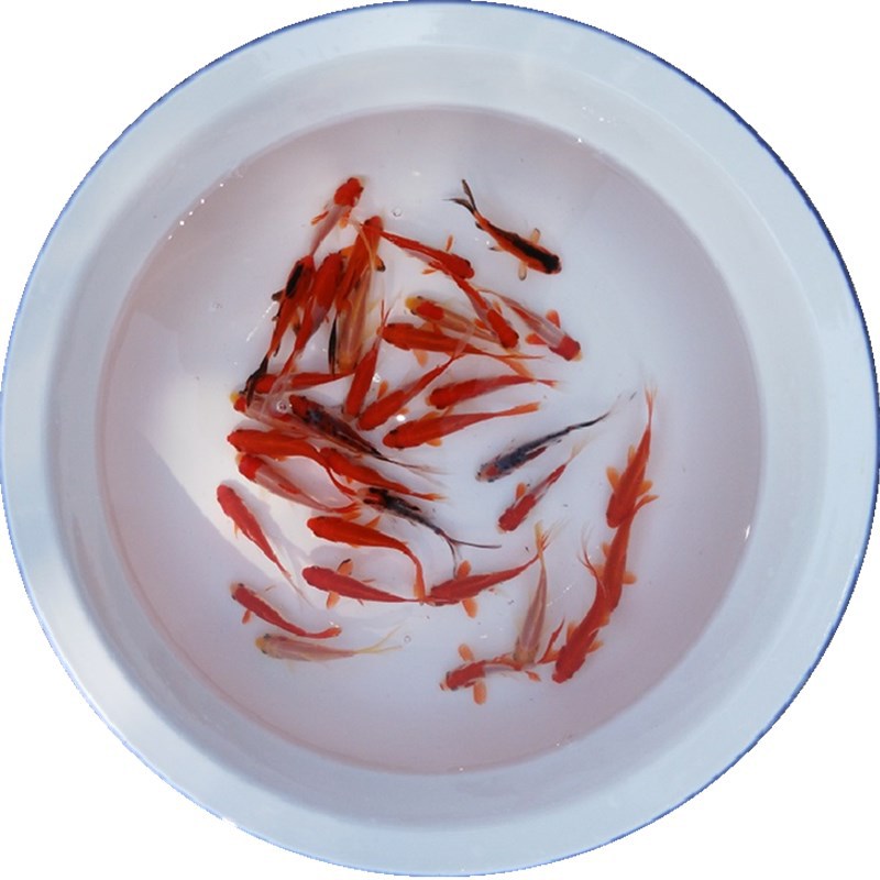 Small Goldfish, Red Grass Carp, Live Feed Fish, Cold Water Ornamental Fish, Live Fish Fry for Sale in Shanghai