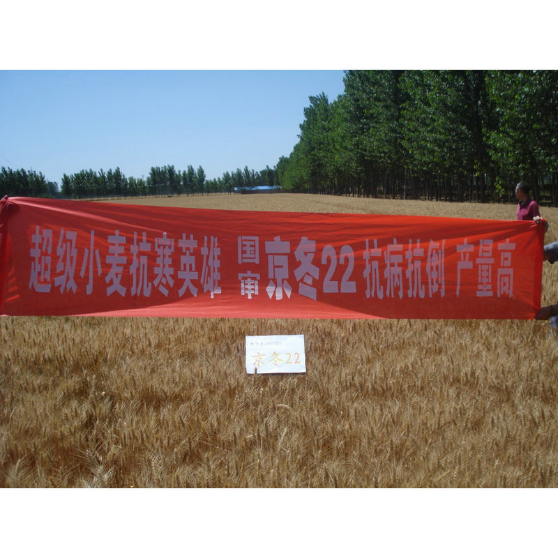 The company's long-term supply of wheat seeds-Jingdong 22