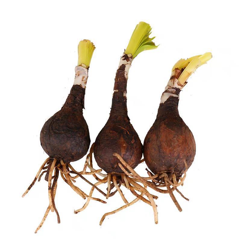 Lycoris Bulbs, Bulbs, Florals, Courtyard Balcony Planting Lycoris Bulbs, Potted Plants, Red Bianhua Florals