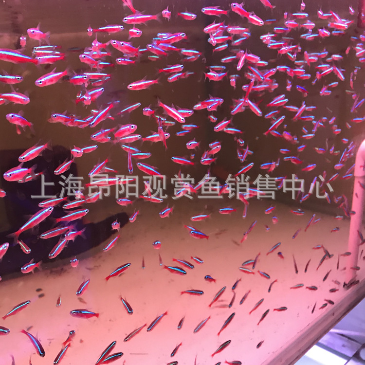 Lotus Lantern Fish Live Tropical Ornamental Fish Wholesale, Large and Small Lantern Fish for Planted Tanks, Schooling, Suitable for Mixed Breeding in Indonesia and Brazil