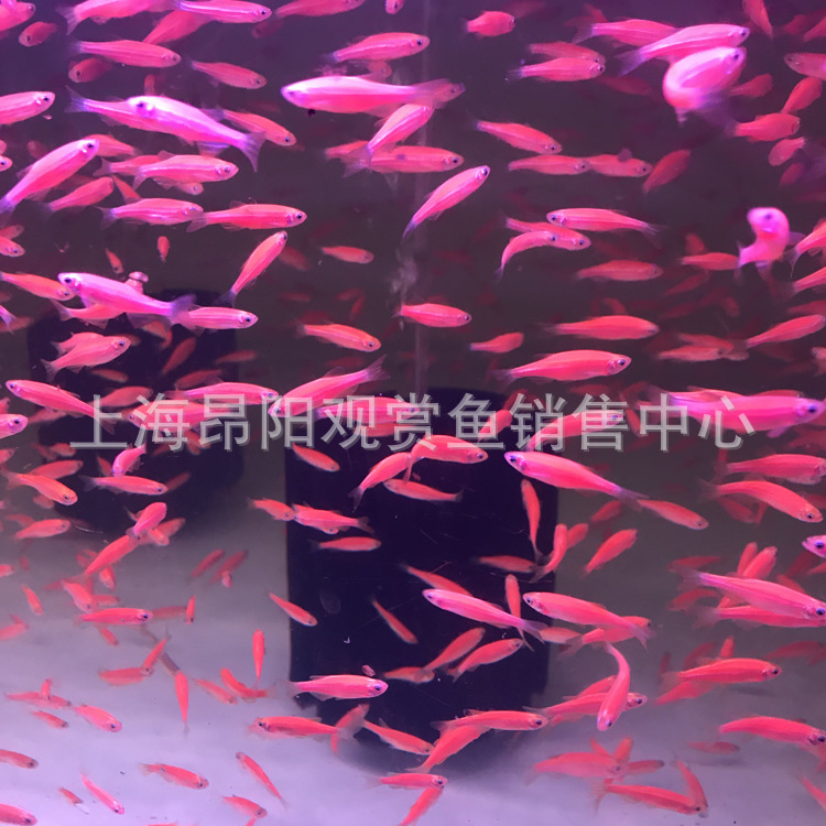 Experimental red zebra blue zebrafish living low temperature fishing ground tropical ornamental fish small lamp fish good breeding wholesale living things