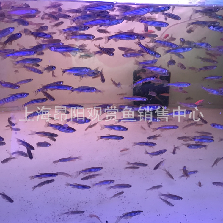 Experimental red zebra blue zebrafish living low temperature fishing ground tropical ornamental fish small lamp fish good breeding wholesale living things