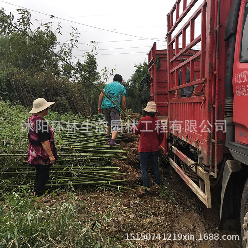 Bamboo Seedlings Courtyard Fence Green Bamboo Gold Inlaid Jade Bamboo Purple Bamboo Gold Bamboo Four Seasons Evergreen Garden Ornamental Plant Bamboo