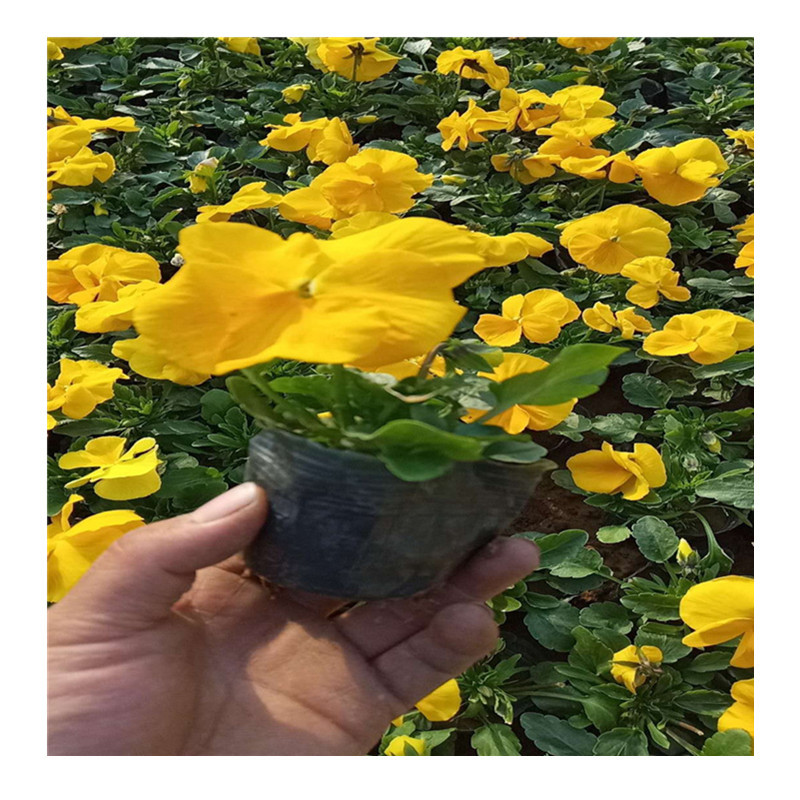 Pansy Potted Autum Cold-Resistant Flower Seedlings Perennial Flower Seedlings National Day Rental Plants