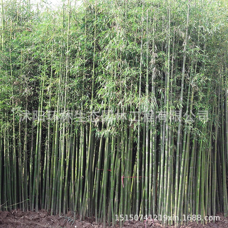 Bamboo Seedlings Courtyard Fence Green Bamboo Gold Inlaid Jade Bamboo Purple Bamboo Gold Bamboo Four Seasons Evergreen Garden Ornamental Plant Bamboo