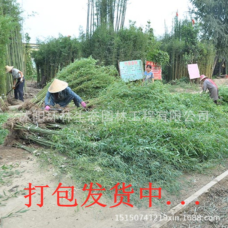 Bamboo Seedlings Courtyard Fence Green Bamboo Gold Inlaid Jade Bamboo Purple Bamboo Gold Bamboo Four Seasons Evergreen Garden Ornamental Plant Bamboo