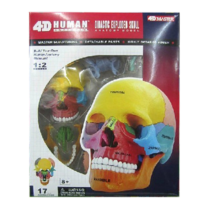 4D MASTER puzzle assembled toy color human skull organ anatomy medical teaching model