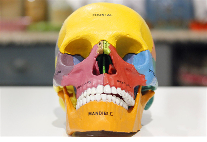 4D MASTER puzzle assembled toy color human skull organ anatomy medical teaching model