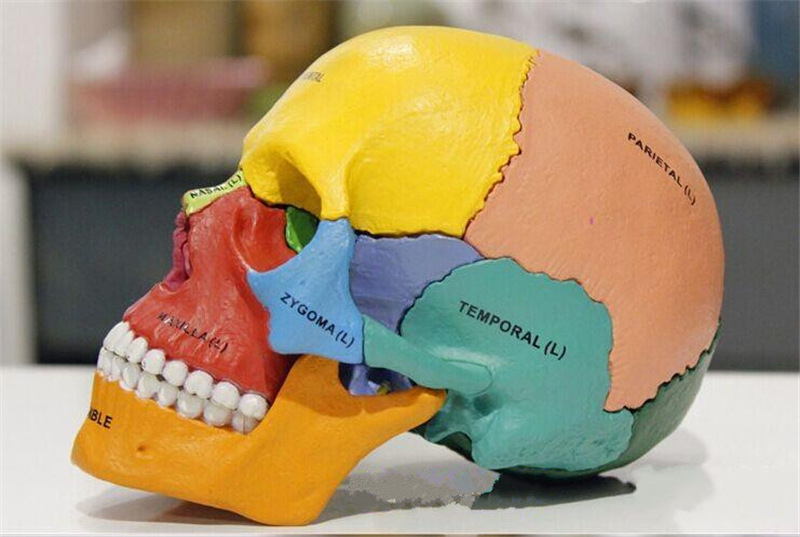 4D MASTER puzzle assembled toy color human skull organ anatomy medical teaching model