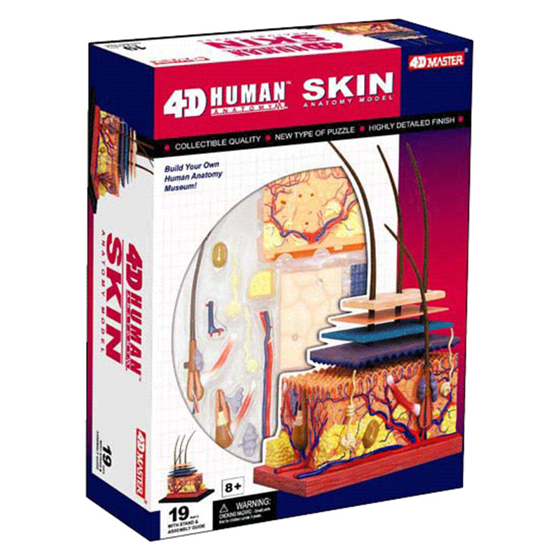 4D MASTER puzzle assembled toy human skin and hair organ anatomy medical teaching model