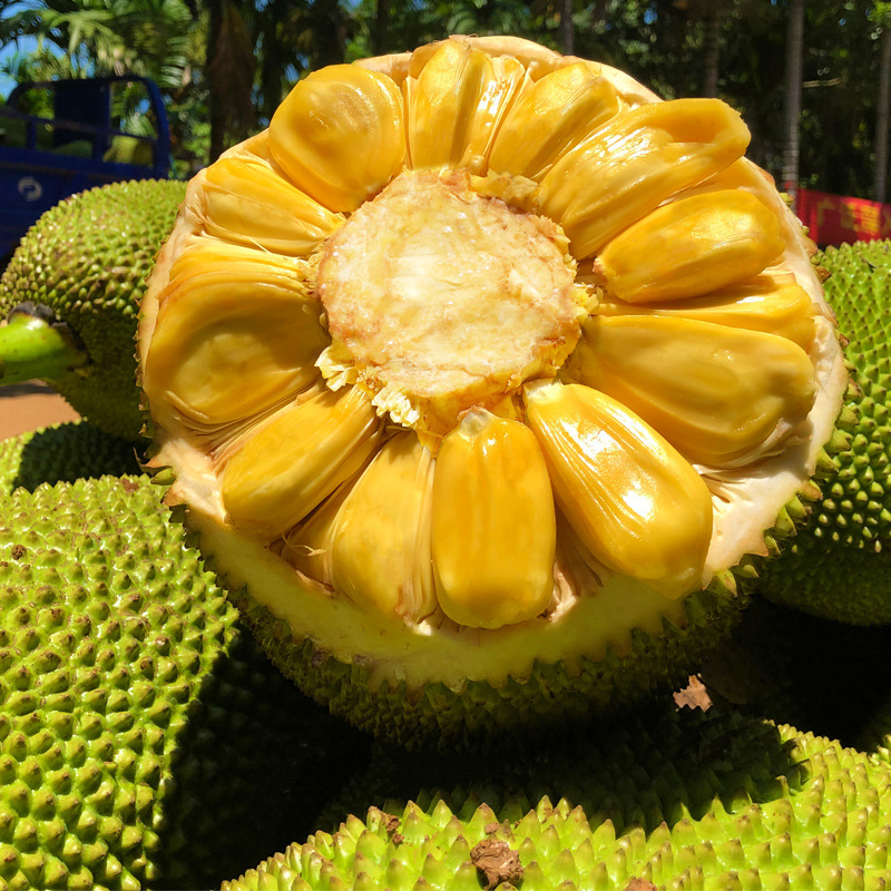 Hainan Jackfruit Fresh Fruit Free Shipping 20kg Yellow-Fleshed Jackfruit Whole Fruit Fresh Whole Box Seasonal Red
