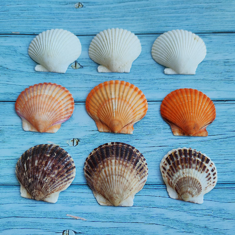White scallop natural shell conch big gray scallop Wall diy painting fish tank landscaping Hawaiian shellfish wholesale 5cm