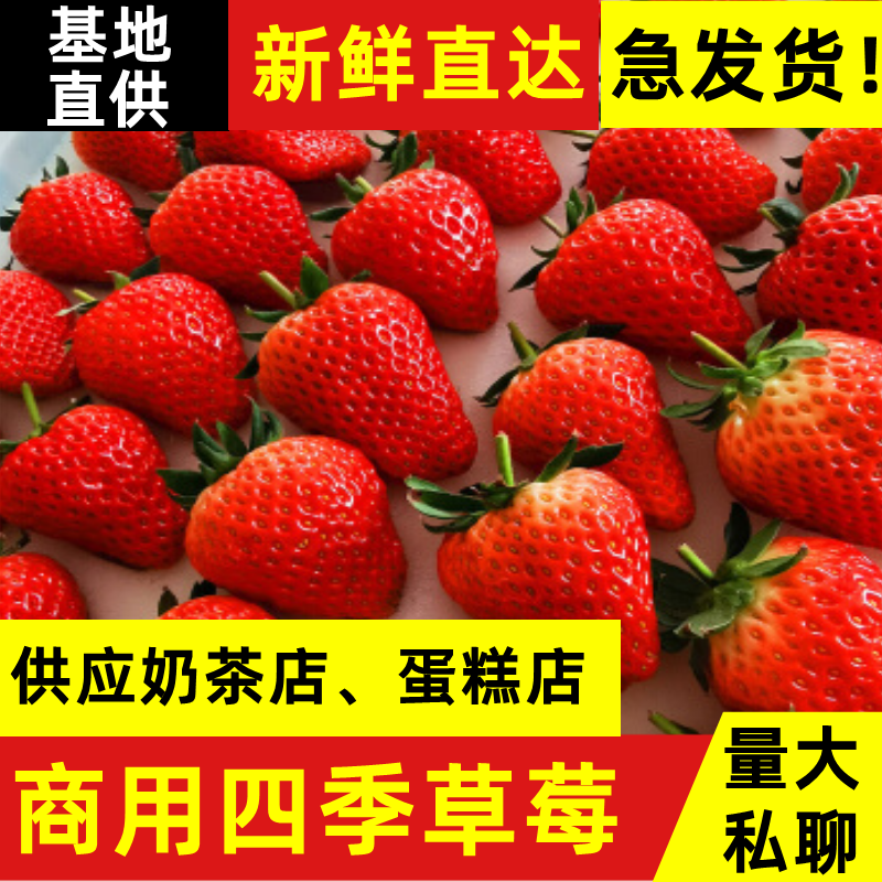 Yunnan Strawberry Fresh Baked Milk Tea Cake Commercial Seasonal Fruit for Pregnant Women 2.5kg Cream Milk Strawberry Free Shipping