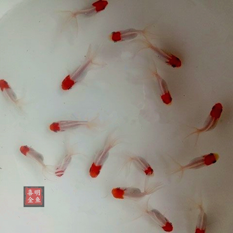 Goldfish Live Crane Top Red Lion Head Dragon Eye Goldfish Multi-Breed Mix and Match Goldfish Fry Transport Package Live