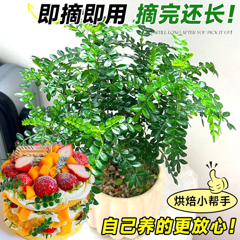 Fragrant Pepper Wood Potted Green Plants and Flowers Balcony Indoor Mosquito Repellent Grass Saplings Old Pile Mint Rosemary