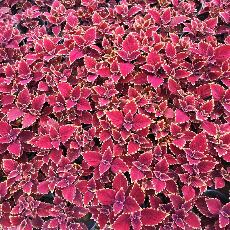 Outdoor Landscaping Plants, Small-Leaf Ligustrum Seedlings, Golden-Leafed Grass, Evergreen and Non-Deciduous All Year Round, Cold-Resistant and Heat-Resistant