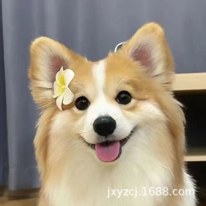 Purebred Corgi Puppy Corgi Living Small Corgi Puppy Living Thing Two-Color Corgi Three-Color Corgi Pet Dog