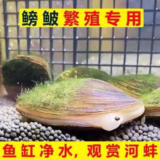Catfish Breeding River Clam Ornamental Pet Freshwater Small River Clam Fish Tank Water Purification Live Organism Algae Removal Cold Water