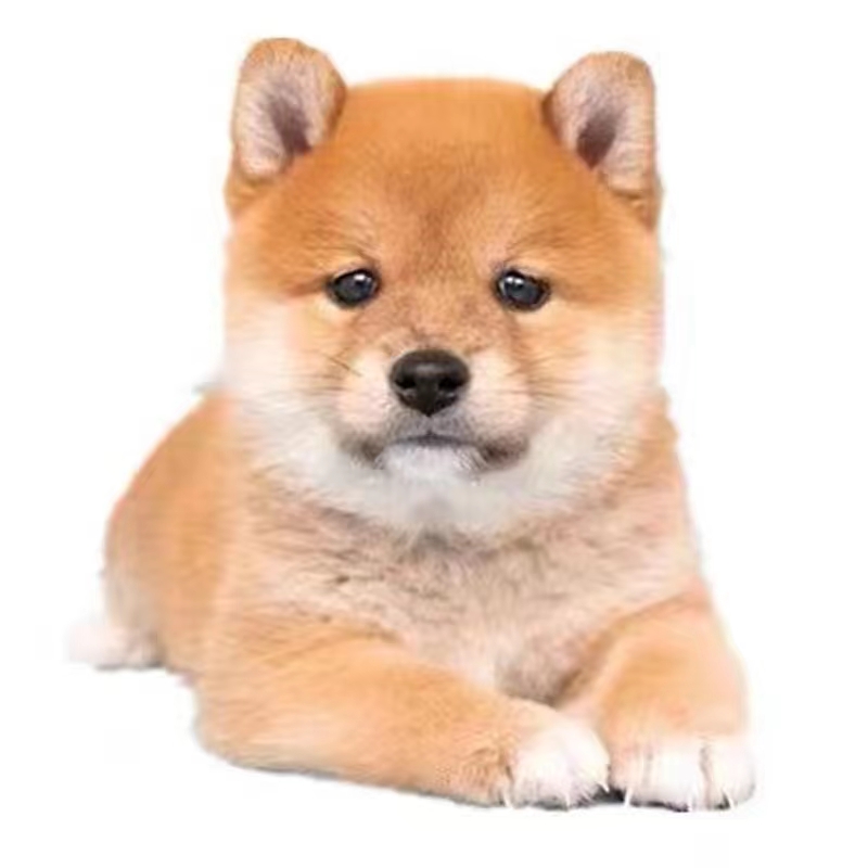 For Sale Shiba Inu Puppies Live Puppies Purebred Japanese Shiba Inu Bean Shiba Akita Dogs Small and Medium-Sized Domestic Pet Dogs